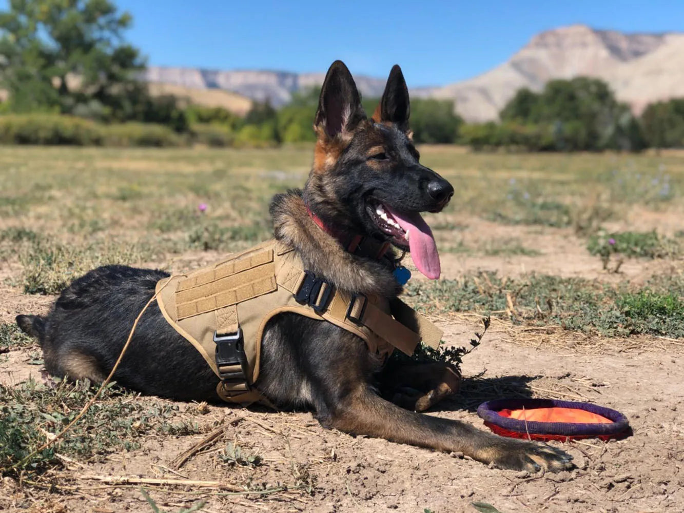 PETRAVEL Military Malinois Dog Harness Vest Set With Leash Patches