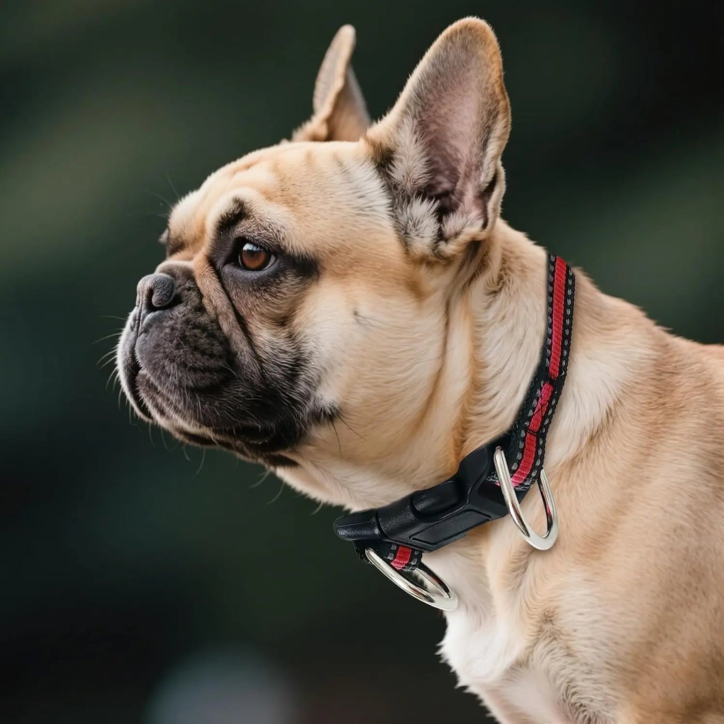 Highly Reflective Adjustable Dog Collar With Dual Metal D Rings