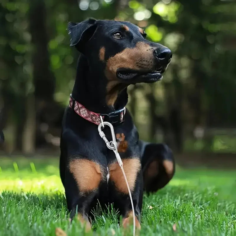 Double Headed Stainless Steel Dog Tie Out Cable Leash With Metal Buckle