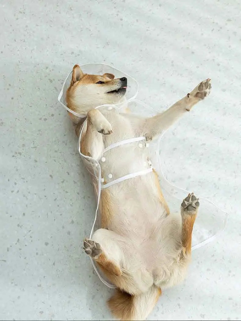 Transparent Waterproof Dog Raincoat With Hat