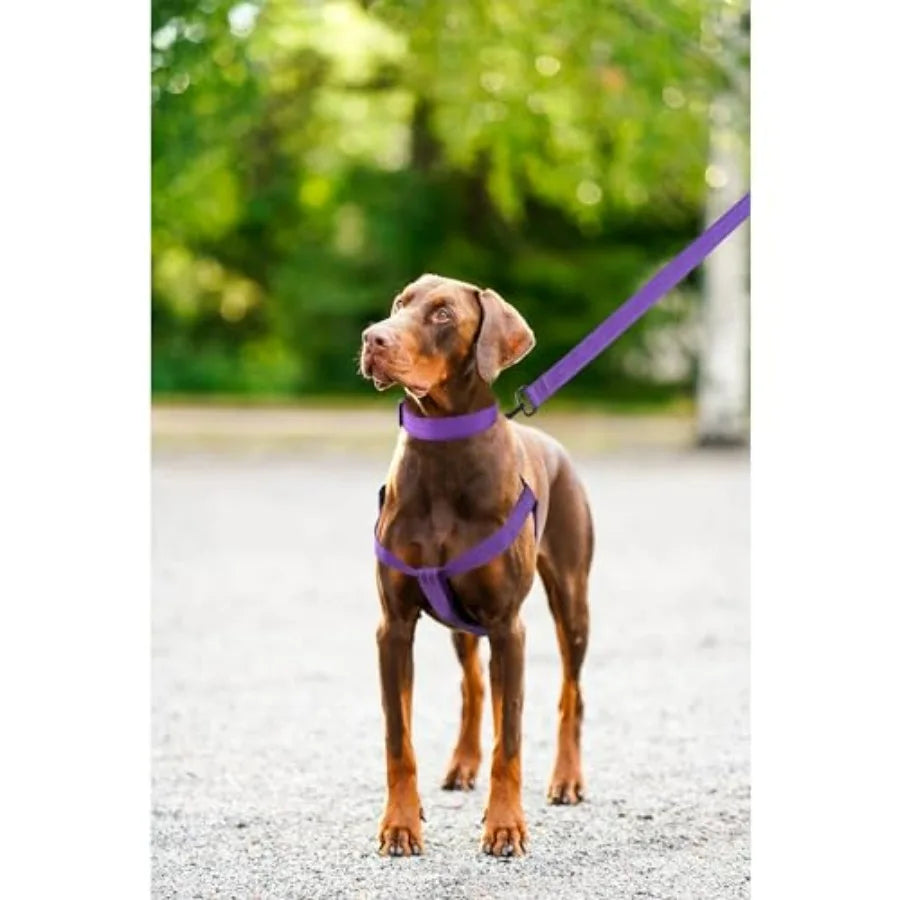 Night Nylon Double Adjustable Puppy Harness Collar Leash Set