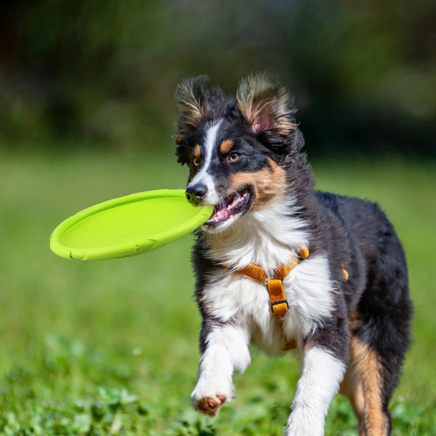 Dog Flying Disc 2 Pack Durable Rubber Floating Saucer Toy