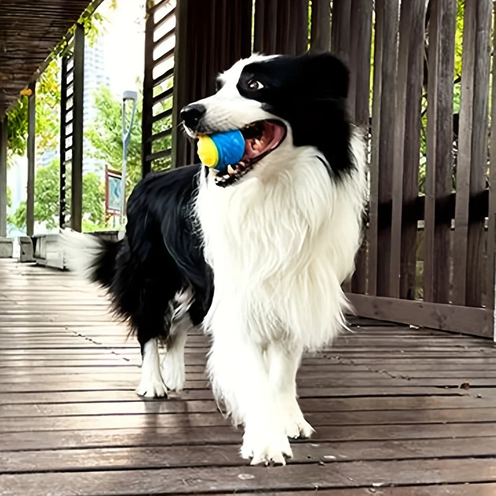 Durable Dog Ball Toy for Chewing and Interactive Play