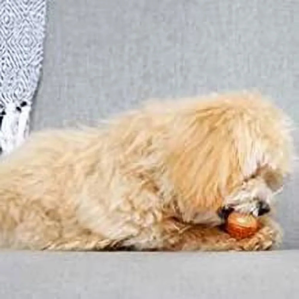 Nylon Bone Dog Chew Toy For Puppies And Small Dogs