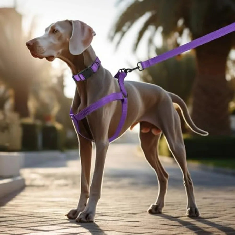 Night Nylon Double Adjustable Puppy Harness Collar Leash Set