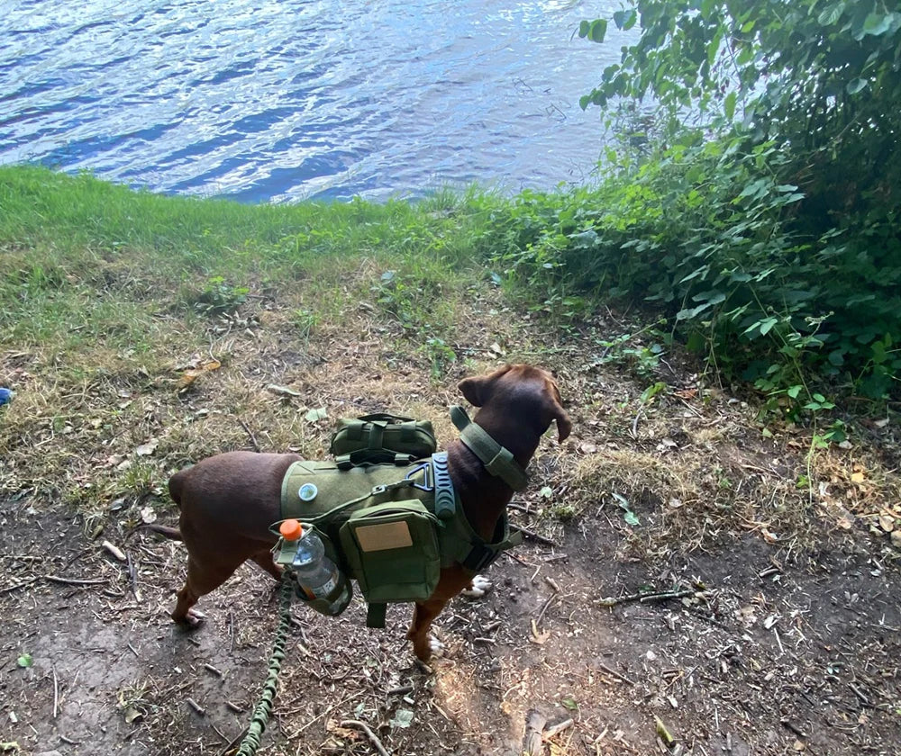 PETRAVEL Military Malinois Dog Harness Vest Set With Leash Patches