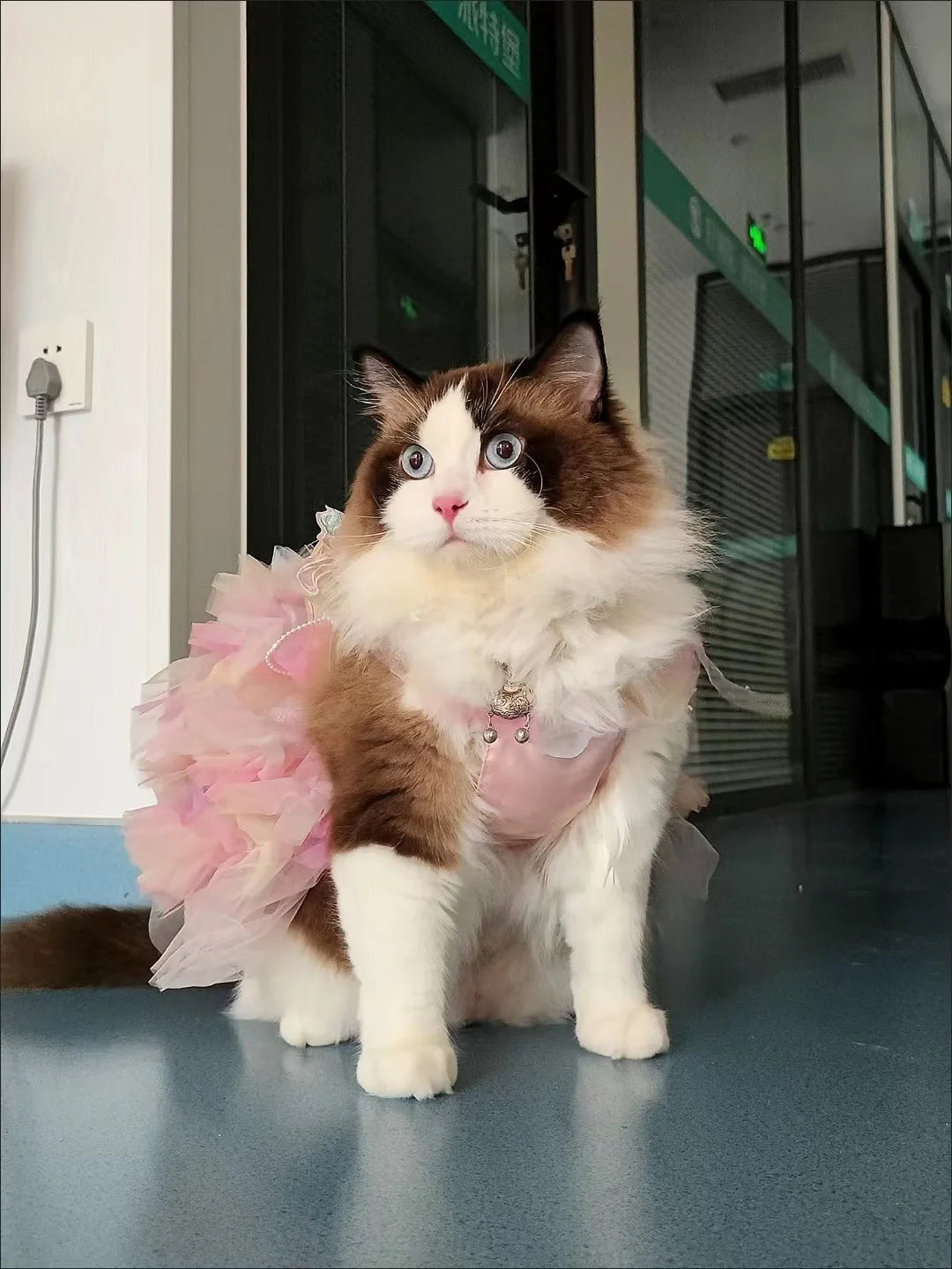 Dog Cat spring princess Dress Lace Skirt Pet Clothing Stripe Skirt Puppy Princess Apparel Cute Puppy Clothes Pet cat clothes