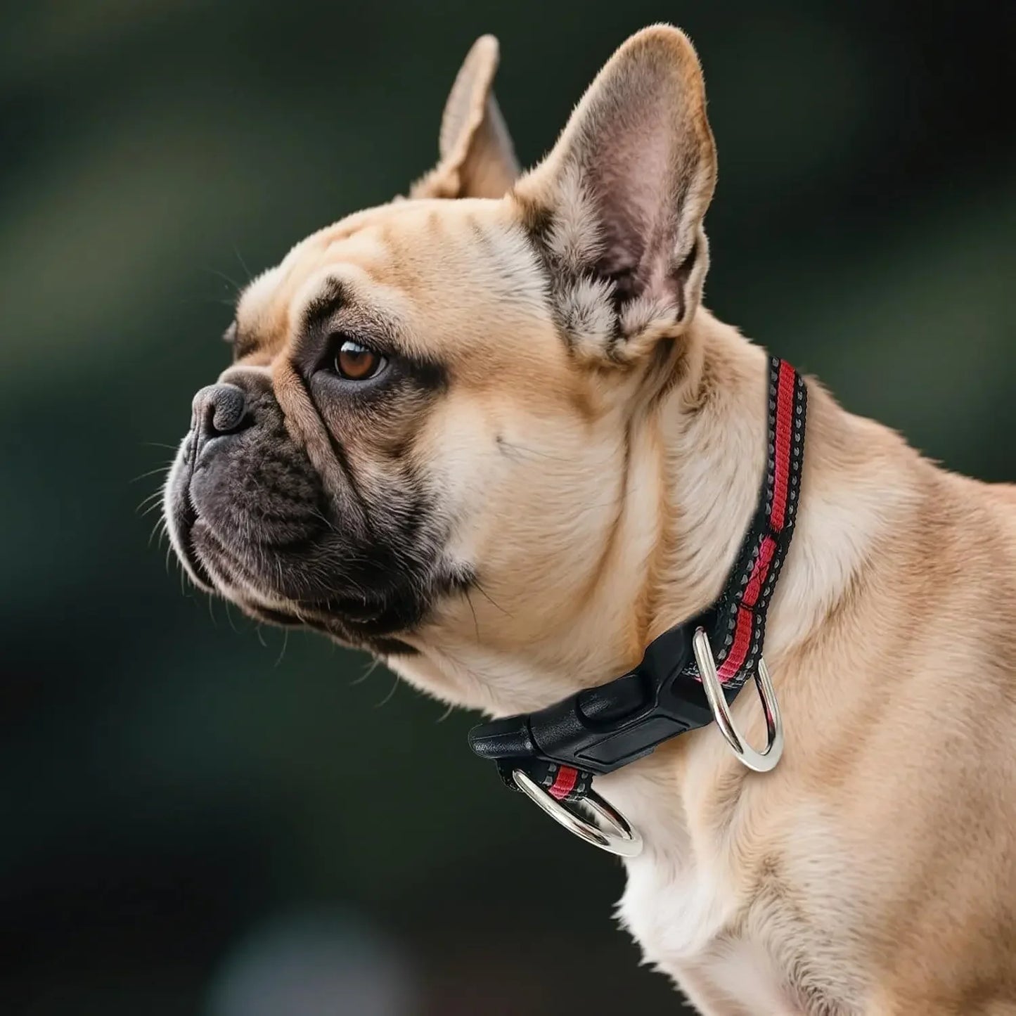 Highly Reflective Adjustable Dog Collar With Dual Metal D Rings