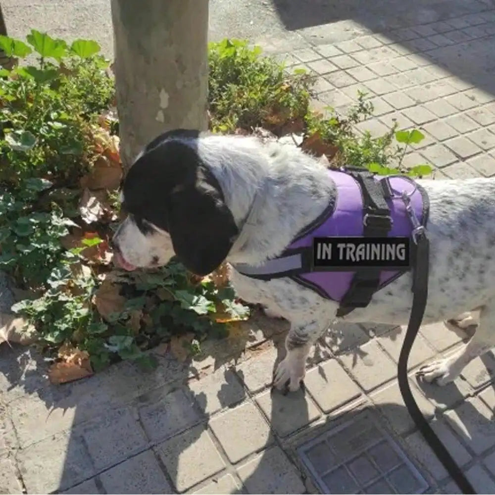 Reflective No Pull Dog Harness With Easy Control Handle