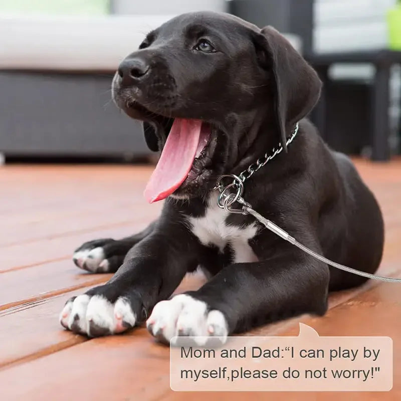 Double Headed Stainless Steel Dog Tie Out Cable Leash With Metal Buckle
